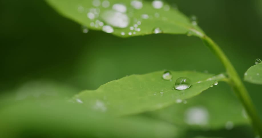 Close up of dew on leaves