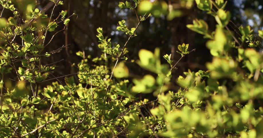 Green leaves on the branches of a bush waving in the wind at sunset