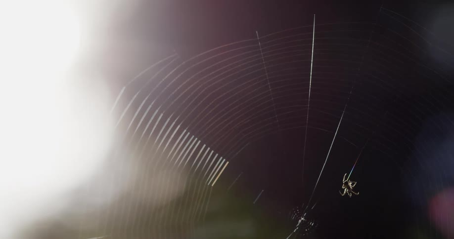 A spider crawling on a spiderweb