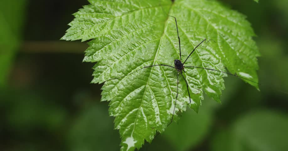 Close up of a spider with long legs walking over a wet green leaf