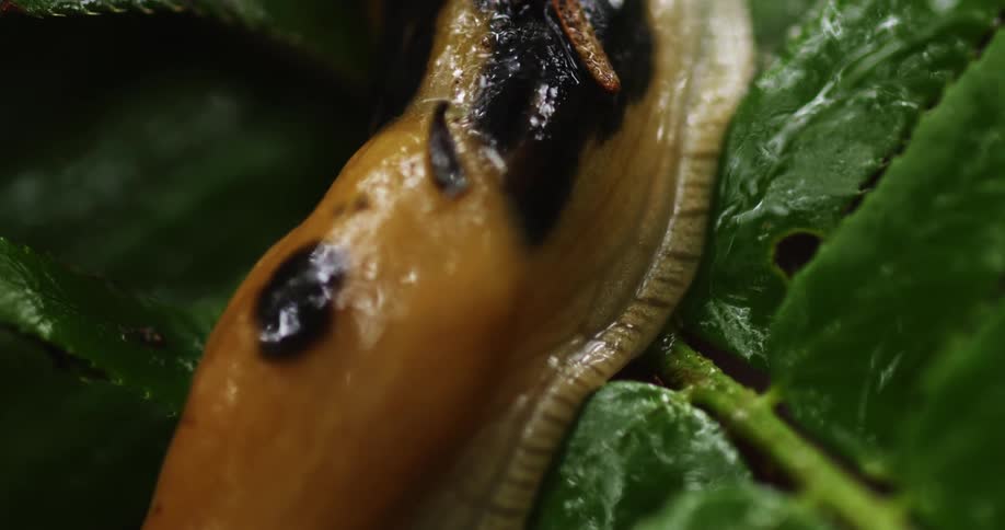 An orange and black slug sits on a green leaf