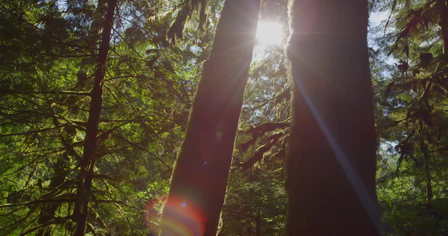 Sunlight shines through the foliage of a forest onto the moss trees, slider