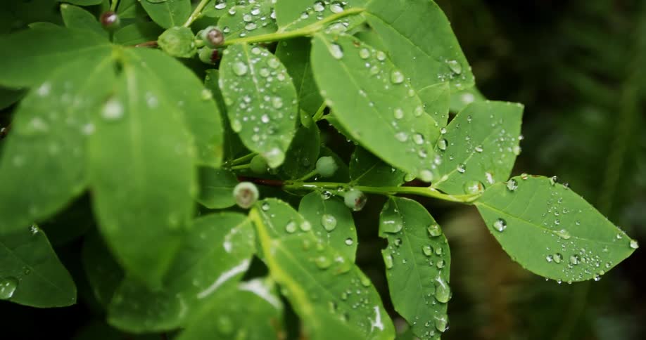 Moving over water droplets covering green plant leaves