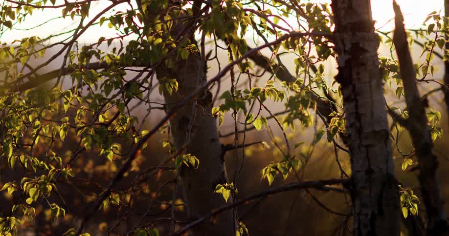 Sunrise shines through forest leaves