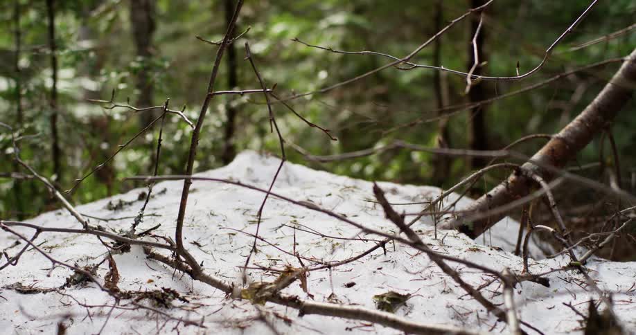 Snow melting in the spring forest dolly