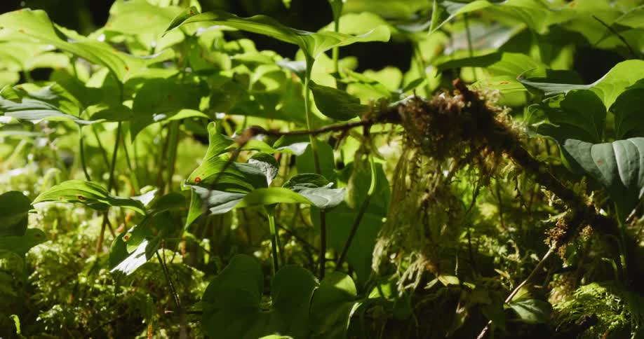 Slider through low green forest undergrowth