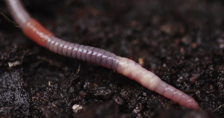 An earthworm slithers on moist dirt