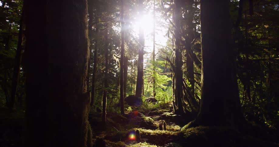 Push through sunlight shining in trees in a forest on a summer day