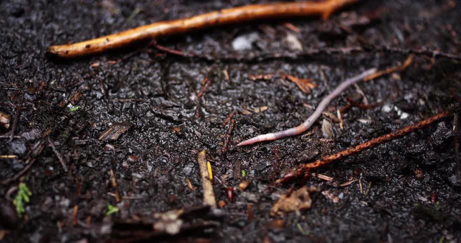 Worm slithers on the muddy ground