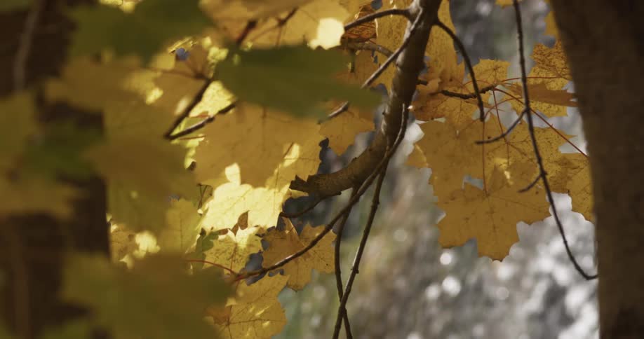 The yellowing leaves of a tree near a waterfall during the day