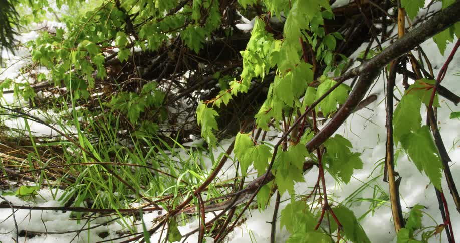 Snow and green blossoms as the seasons change