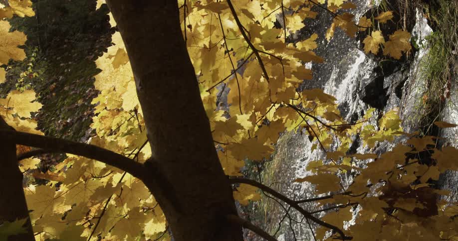 A waterfall flows over cliff behind a tree with yellow autumn foliage