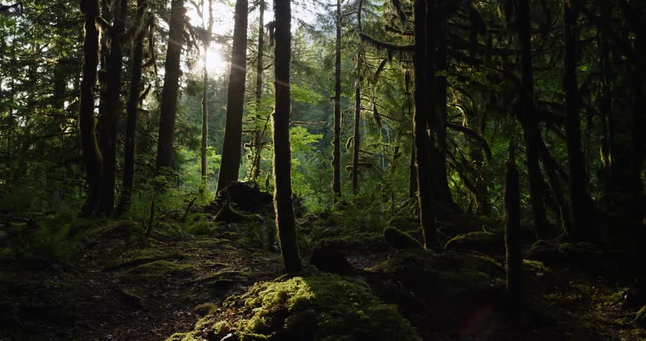 Sunlight shines through the trees in a lush green forest