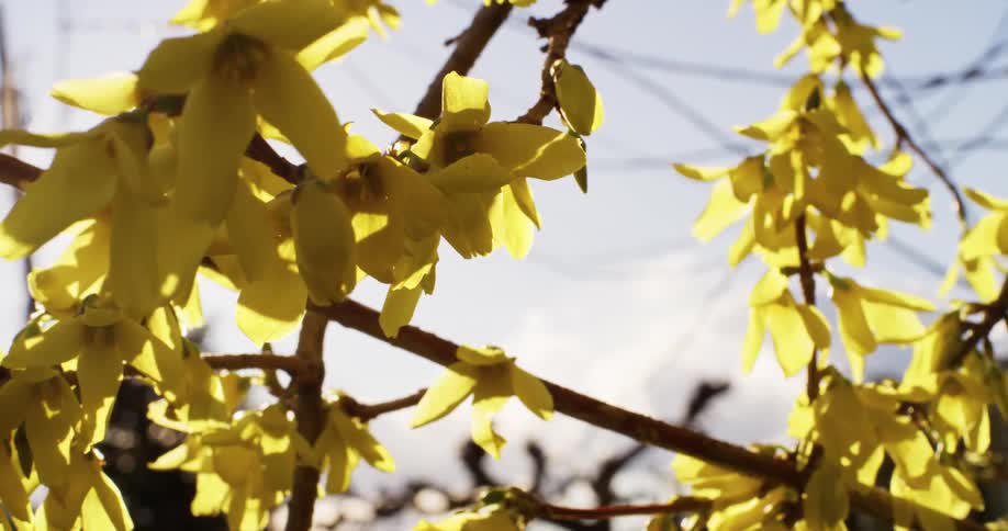 Yellow blossoms on a tree branch on a sunny day