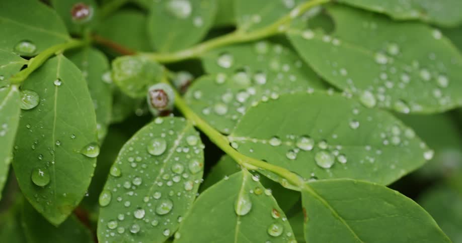 We move over rain droplets are on a plant