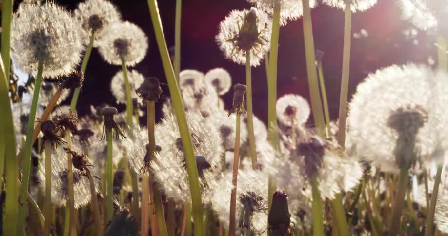 The sun is shining on the field of dandelions