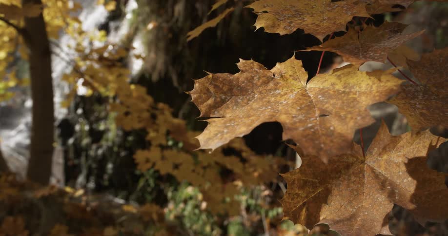 Close up of autumn leaves in a forest with a waterfall beyond