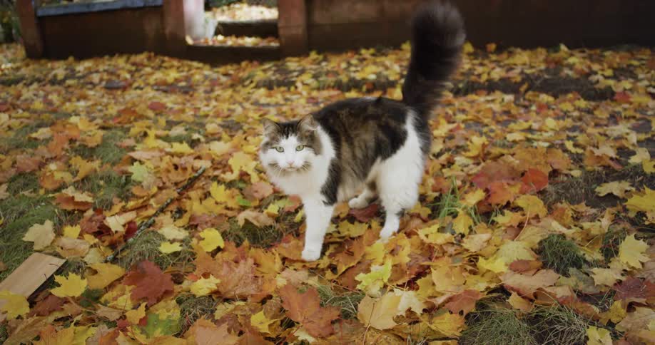 Long haired cat walks across lawn covered in yellow fallen leaves