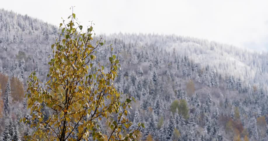 Snow covered pine trees above a yellow forest on an autumn day