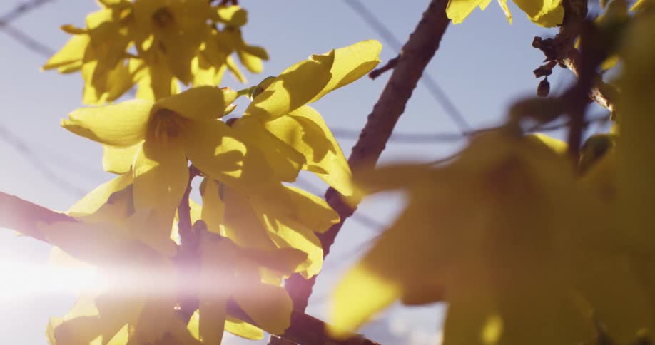 A plant with yellow flowers and branches with the sky and the sun in the background