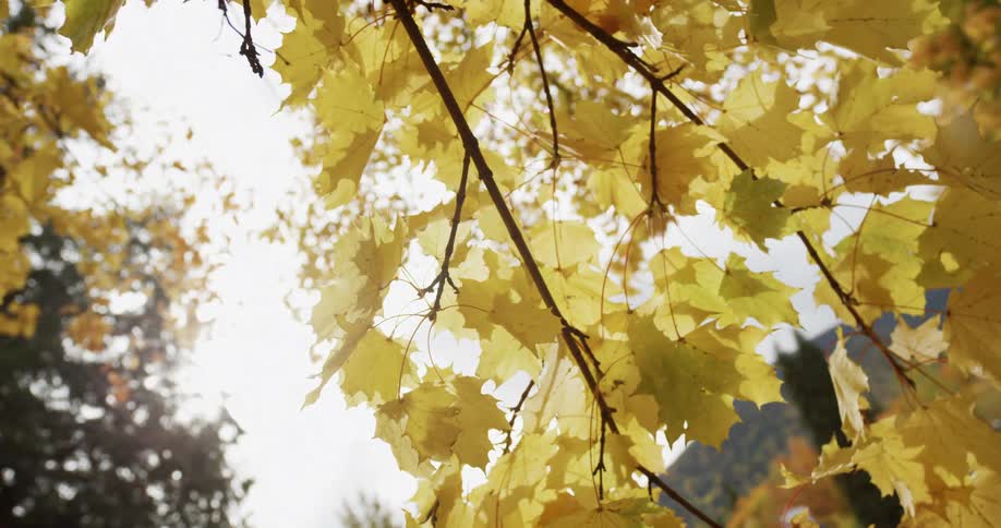 A close up view of leaves on a tree is displayed