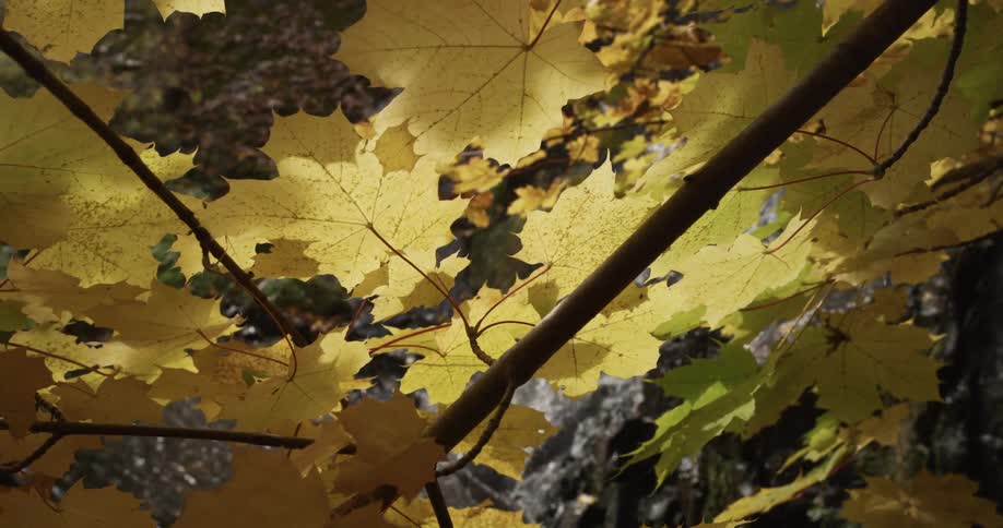 A waterfall is visible through the yellow leaves of a tree in a canyon