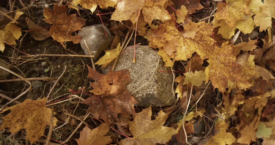 We move over the forest floor in autumn