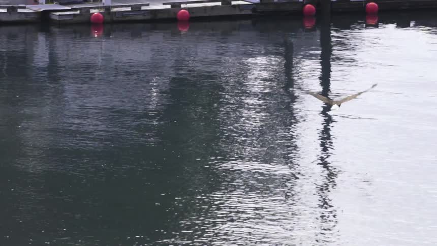 An eagle swoops down on a lake in the daytime