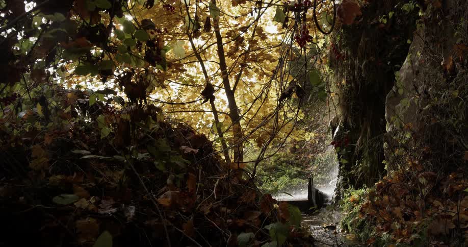 Water falls down into a stream in the forest