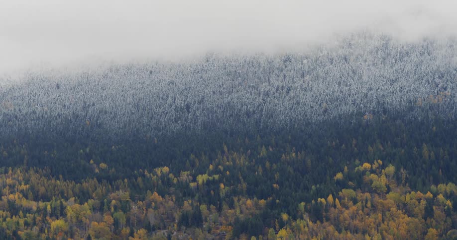An autumn forest with snow above