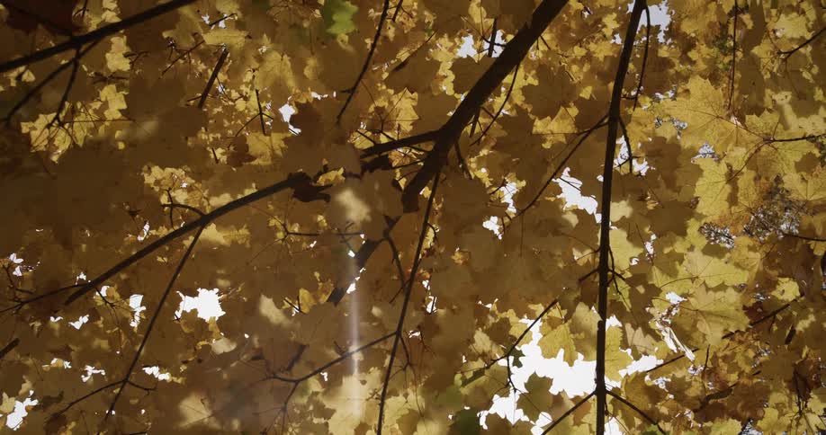 The sun shines through yellow autumn leaves