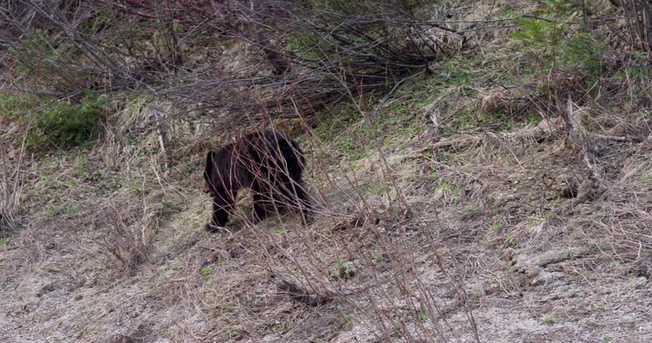 A black bear on a spring hillside