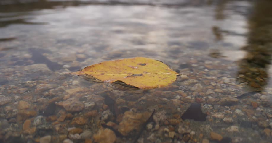 An autumn leaf is floating in the water