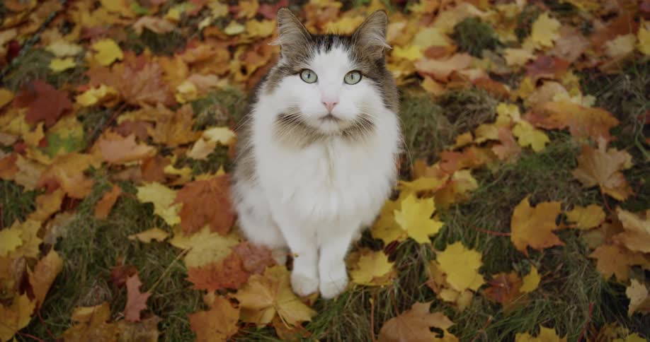 A cat sits outdoors among fallen leaves during the day