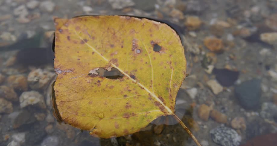 Yellow leaf floats on the water