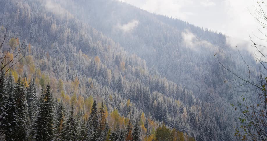 A beautiful fall forest after the season's first snow