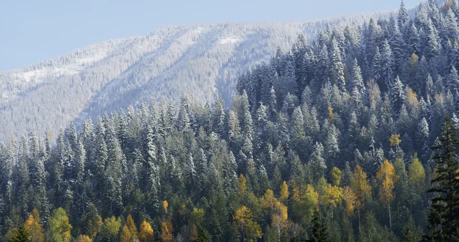 An autumn forest about to change to snow