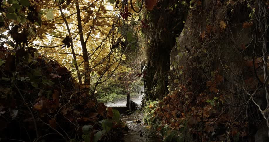 Water from a waterfall splashes down a narrow creek that runs between trees in a forest