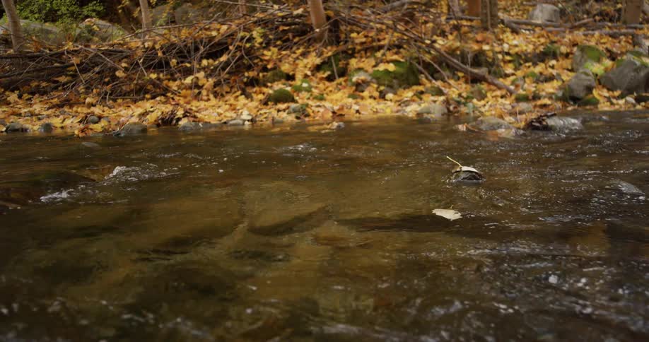 Water flowing on a stream on an autumn day