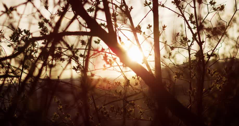 Sunrise through a blooming spring tree