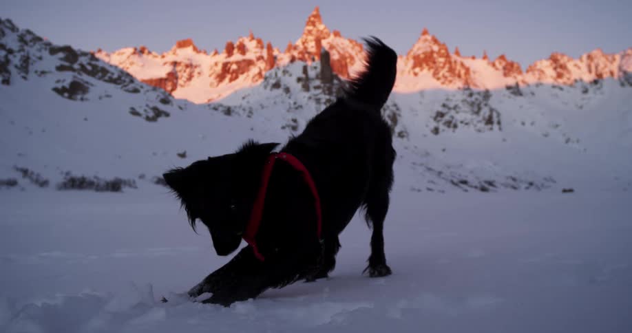 A dog playing outside in the snow at dawn