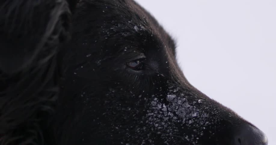 A black dog with snow and ice on its face