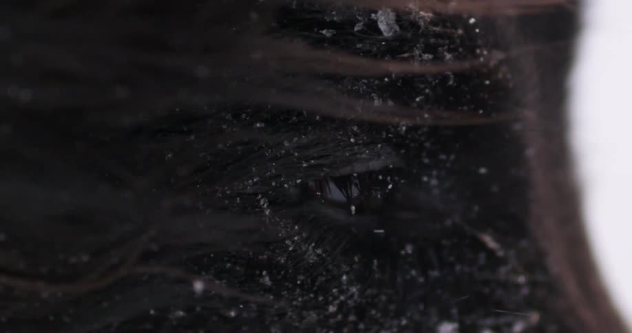 Close up of a dog's eyes in a snowstorm
