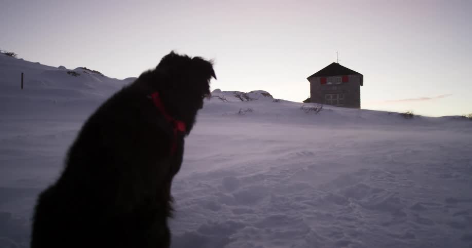 A dog sits in the snow and wind with a house beyond