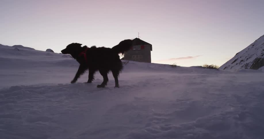 A black dog is playing rolling around in the snow
