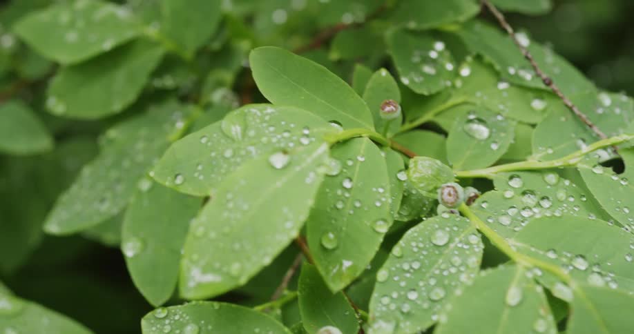 Slider over a bright green plant covered in water droplets