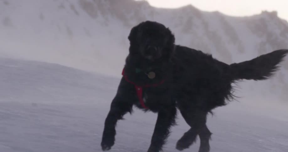 A dog running across the snow covered land as the wind blows fiercely