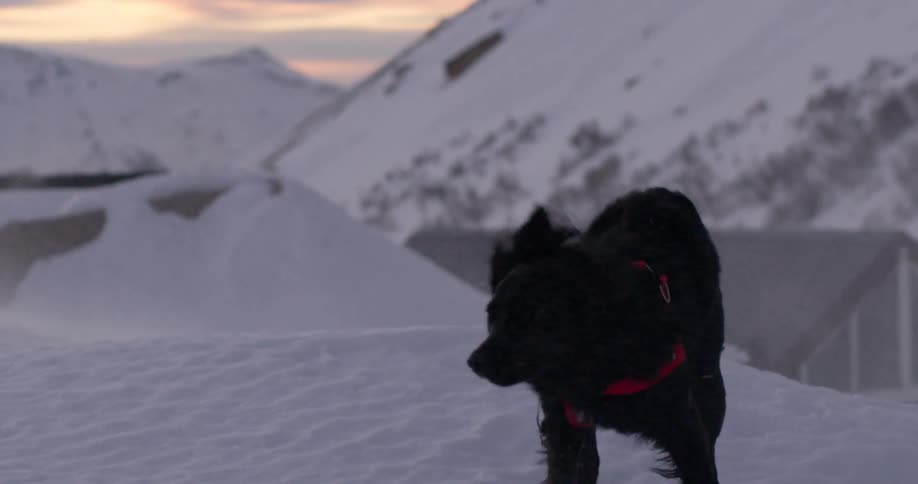 A dog with a red harness shaking the snow off of its fur