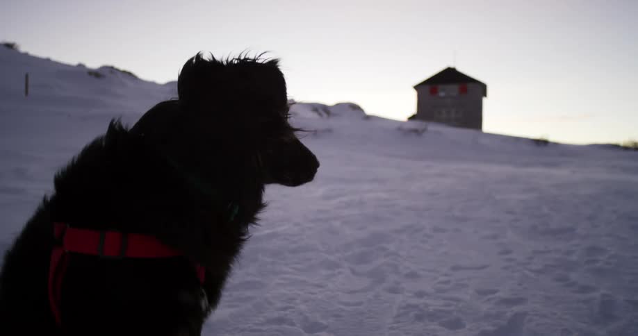 A dog is sitting in the snow and wind outdoors