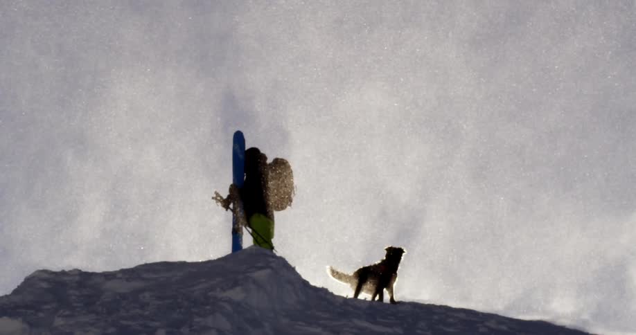 A backlit man holding skis stands in the blowing snow with his dog